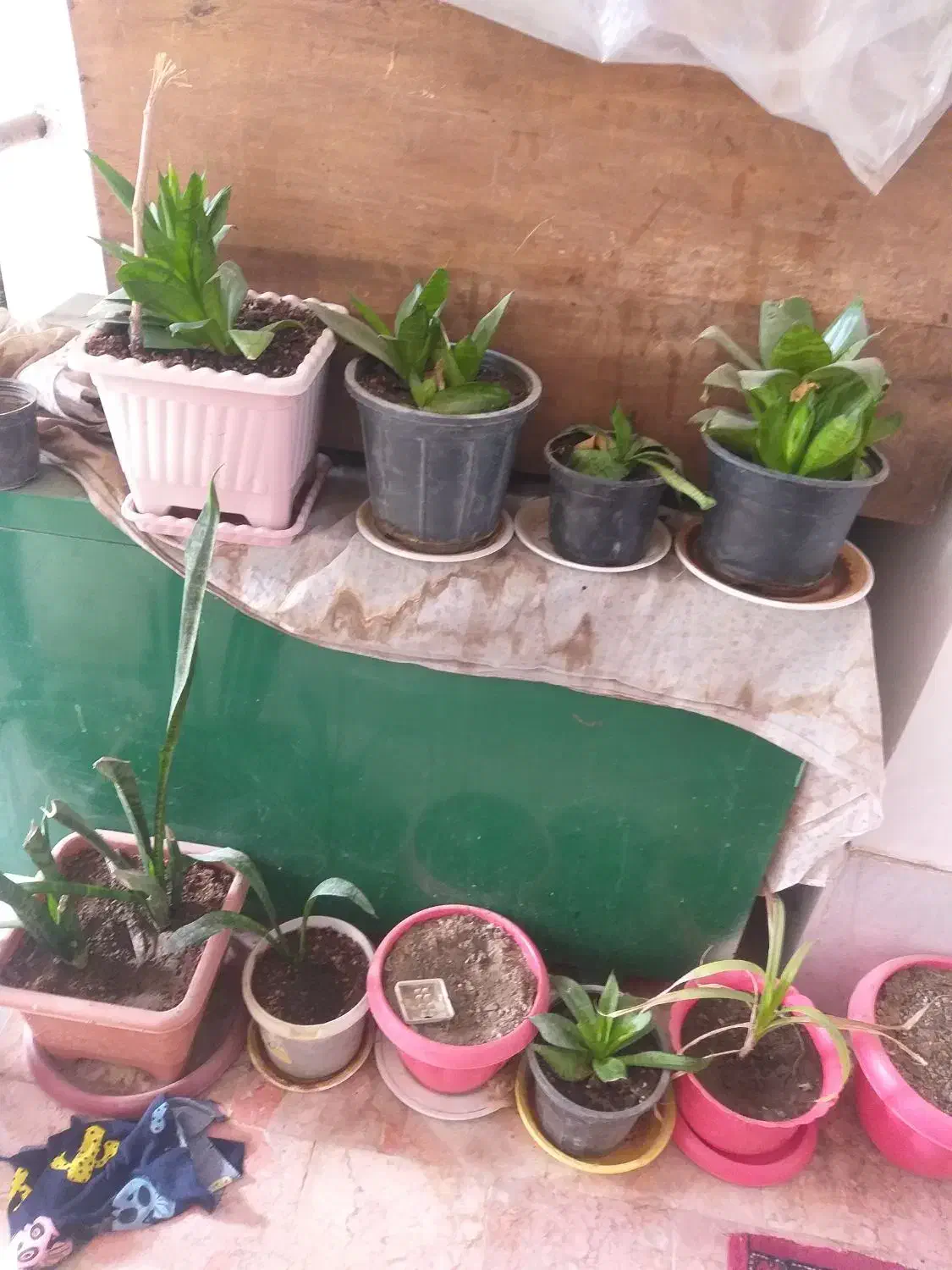 گل طبیعی|گل و گیاه طبیعی|سبزوار, امیر کبیر|دیوار