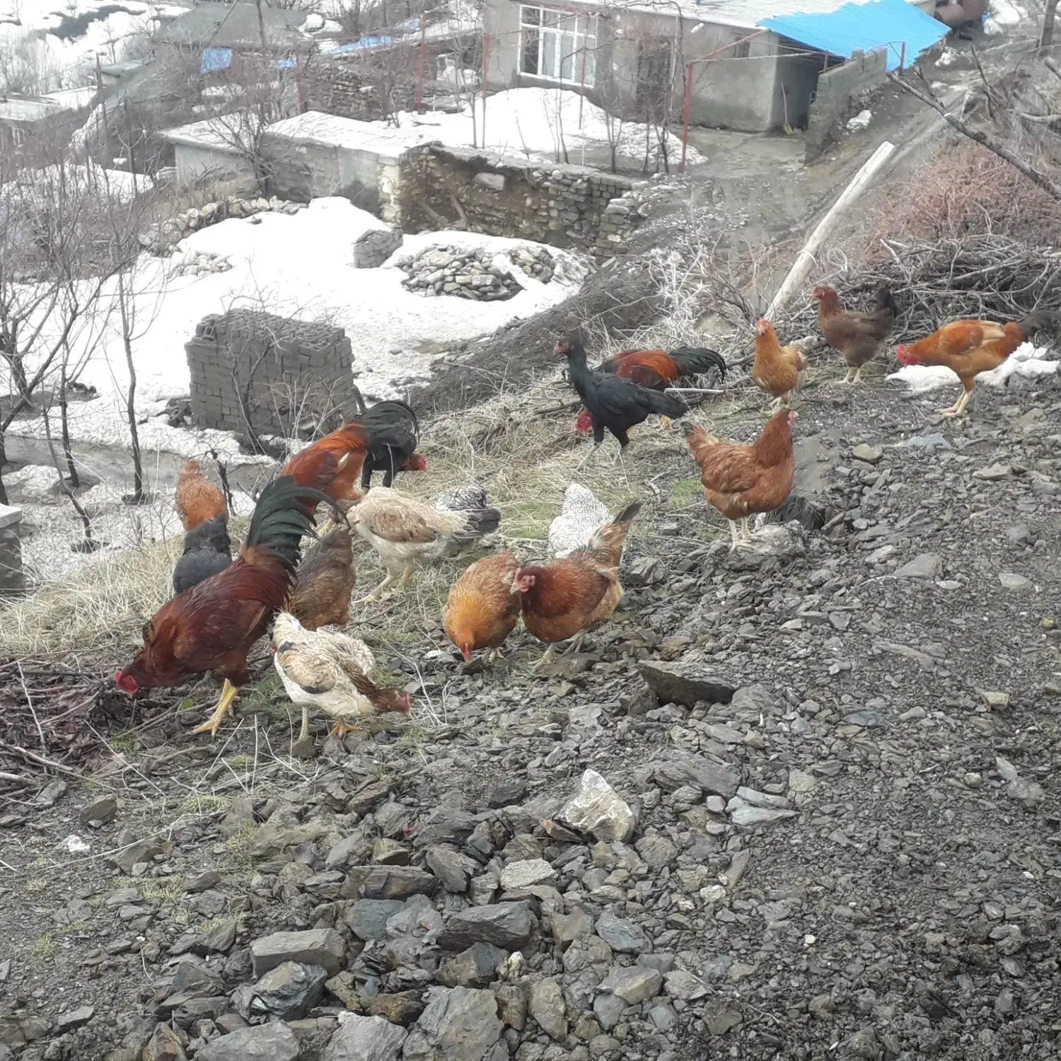 گلپایگان مرغ|حیوانات مزرعه|سردشت, |دیوار