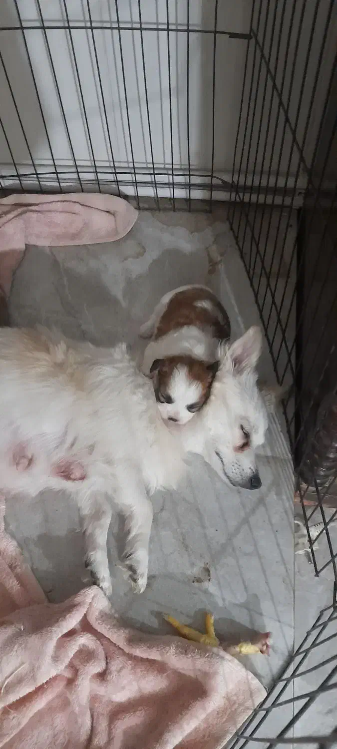 توله کوچولو|سگ|سیرجان, |دیوار