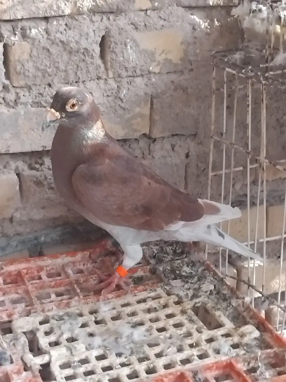 پلاکی|پرنده|شادگان, |دیوار