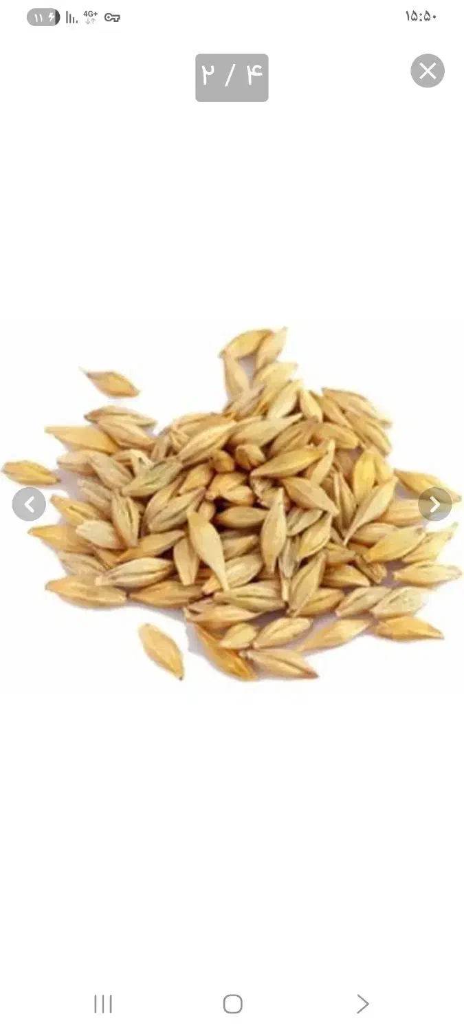 فروش جو بذری|فعالیت داوطلبانه|گرمسار, |دیوار