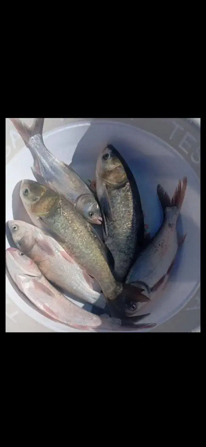 ماهی قزل ارگانیک تازه زنده|ماهی|اندیمشک, |دیوار