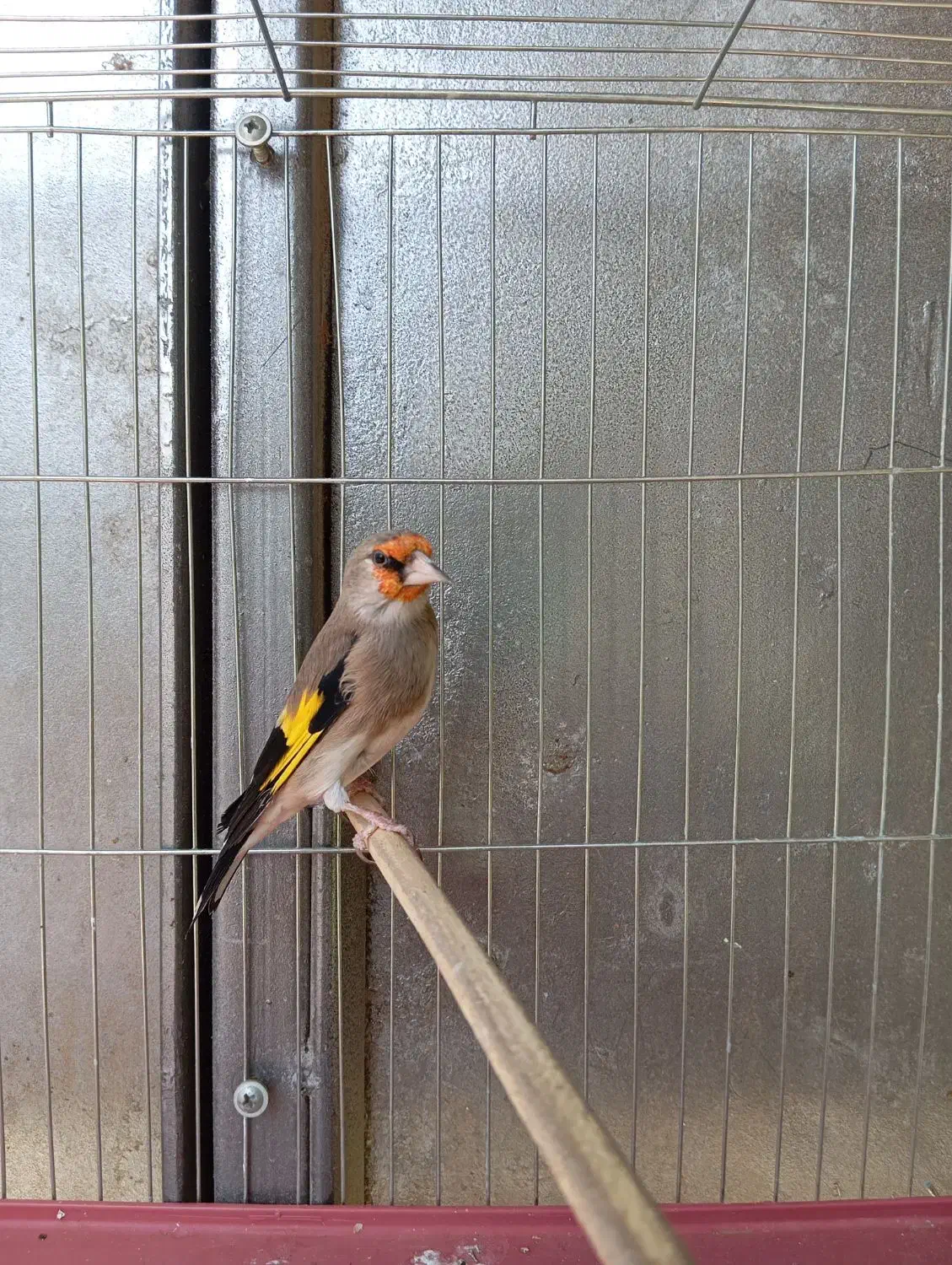 سهره سقا کرمانی|پرنده|کرمان, |دیوار