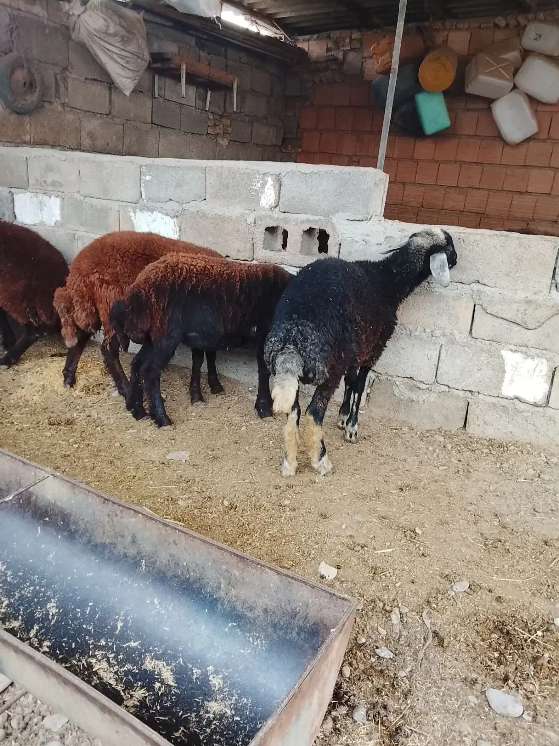 توقلی ۱۰ ماه|حیوانات مزرعه|سنگدوین, |دیوار