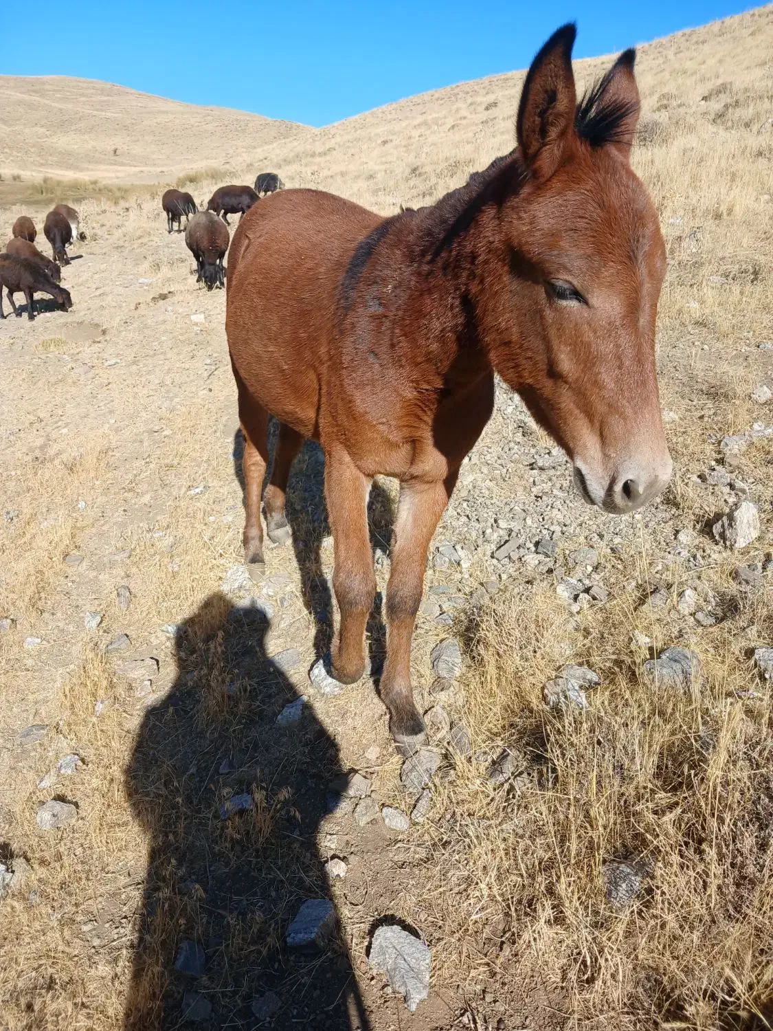 قاطر۱۵ماهه|اسب و تجهیزات اسبسواری|انگوران, |دیوار