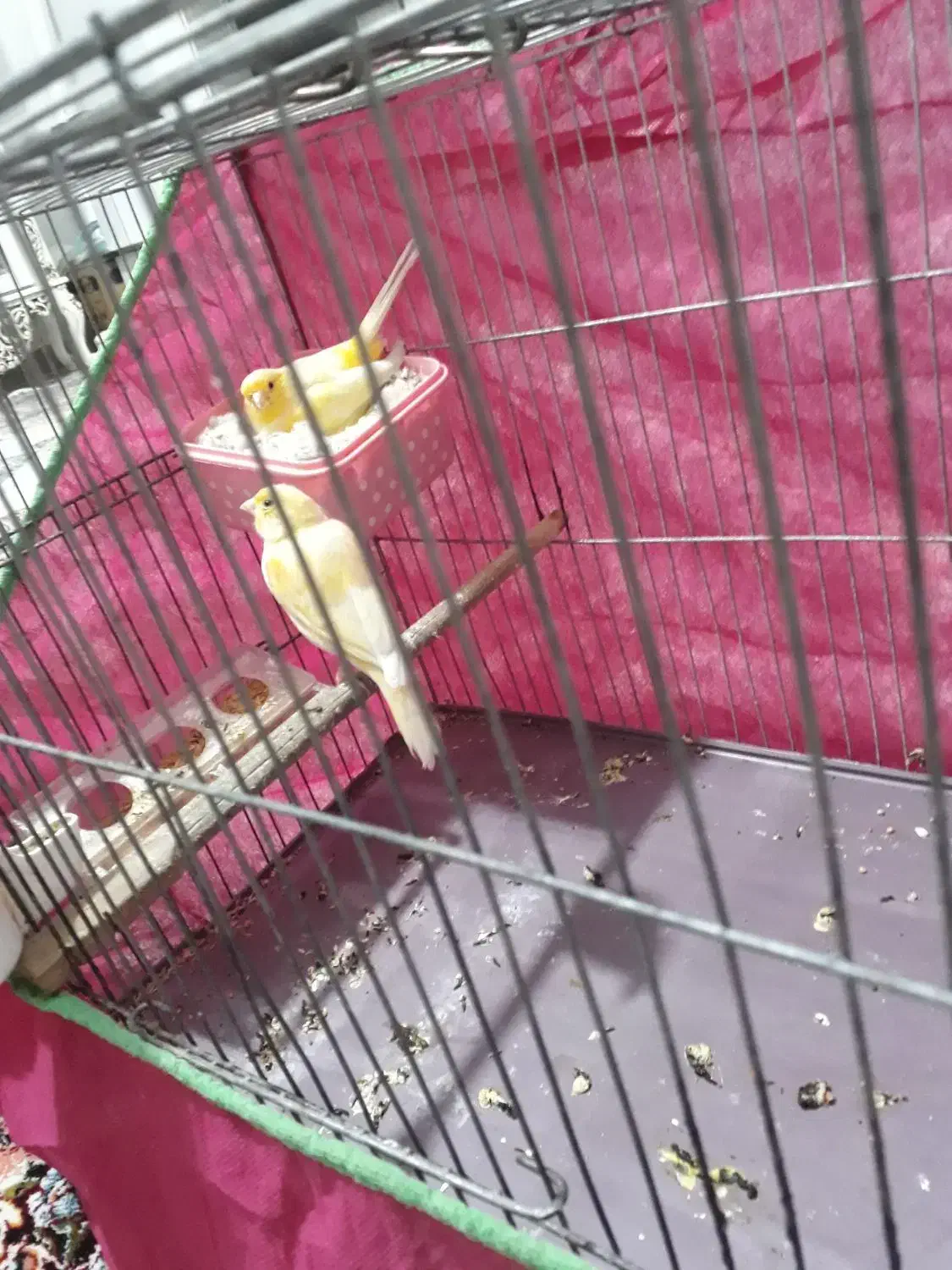 قناری جفت|پرنده|قدس, شهرقدس|دیوار