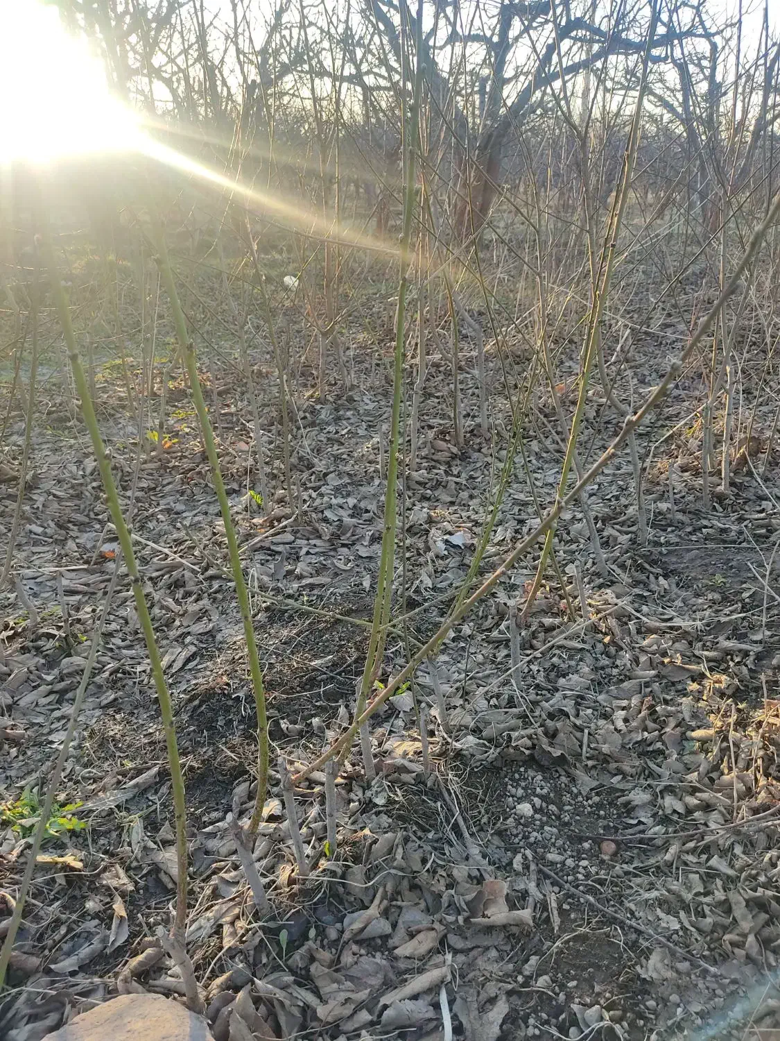 شلیل رد گل|گل و گیاه طبیعی|مشگین شهر, |دیوار