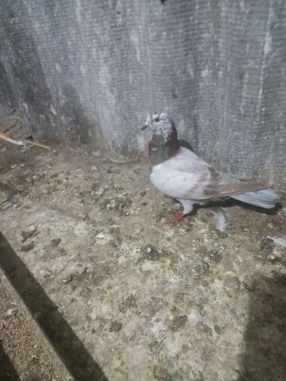 فروشی|پرنده|بندر ترکمن, |دیوار