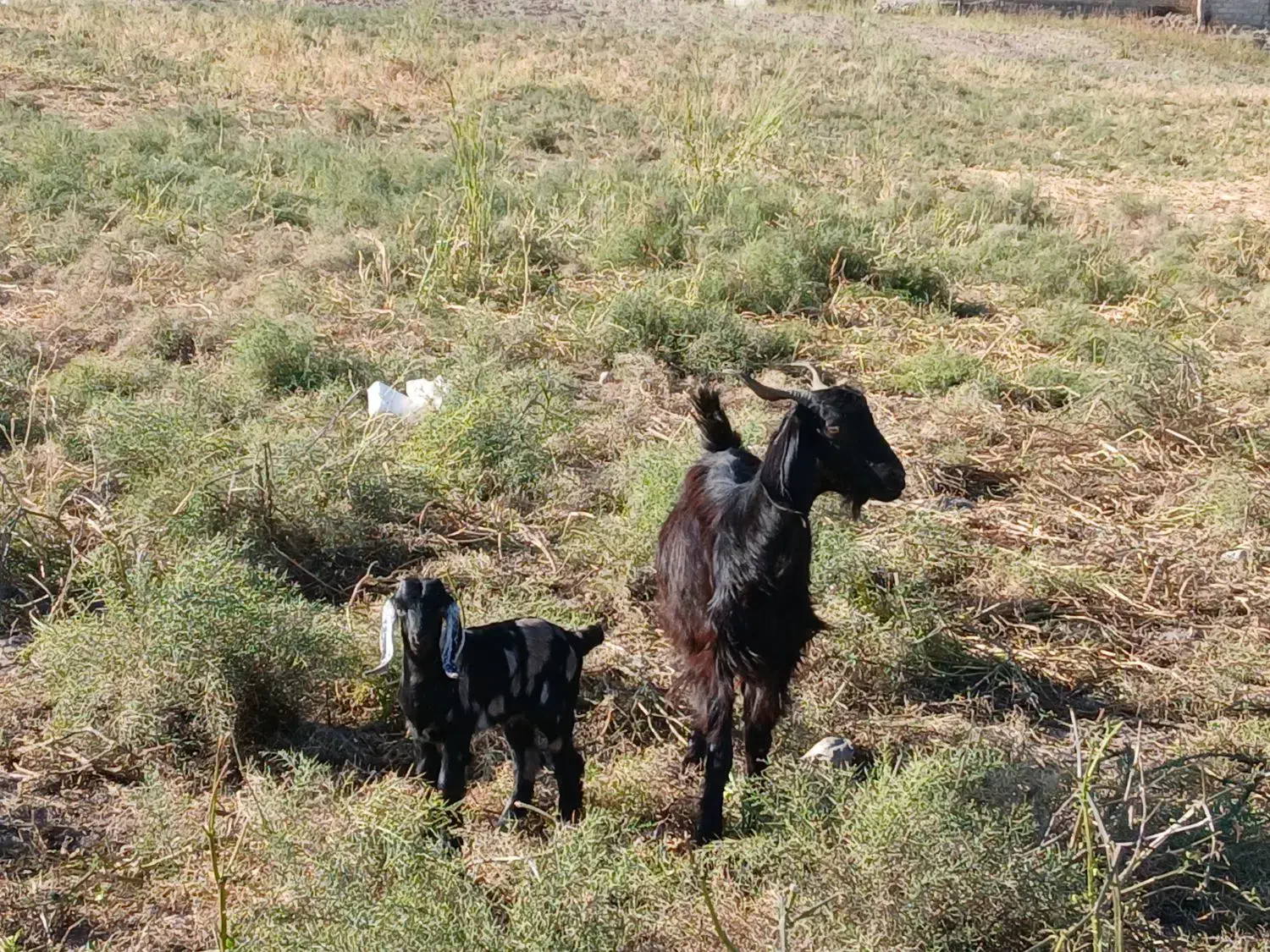 بز و بزغاله|حیوانات مزرعه|چوار, |دیوار