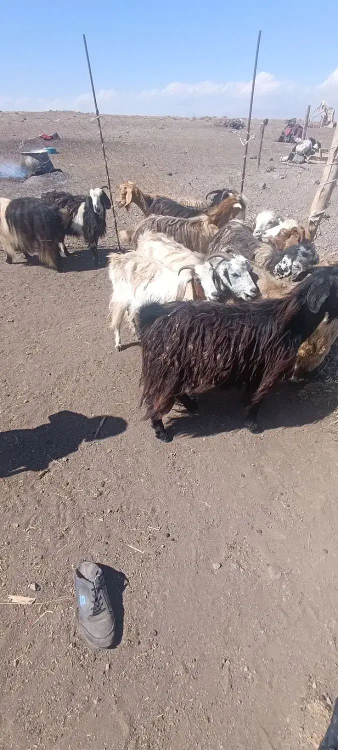 بز جوان یک دندون برای نگهداری خوب|حیوانات مزرعه|اهر, |دیوار