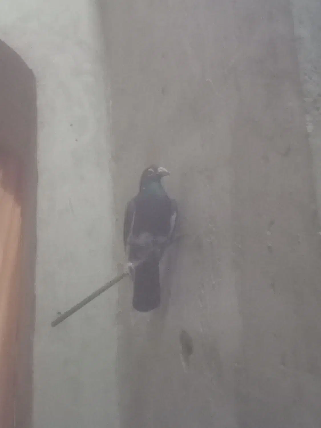 کبوتر میناسیاه|پرنده|هامون, |دیوار