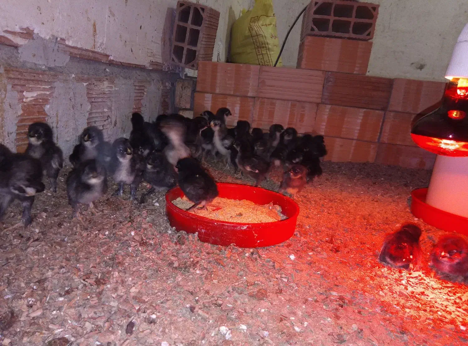 جوجه مرغ مرندی|حیوانات مزرعه|قائمشهر, |دیوار