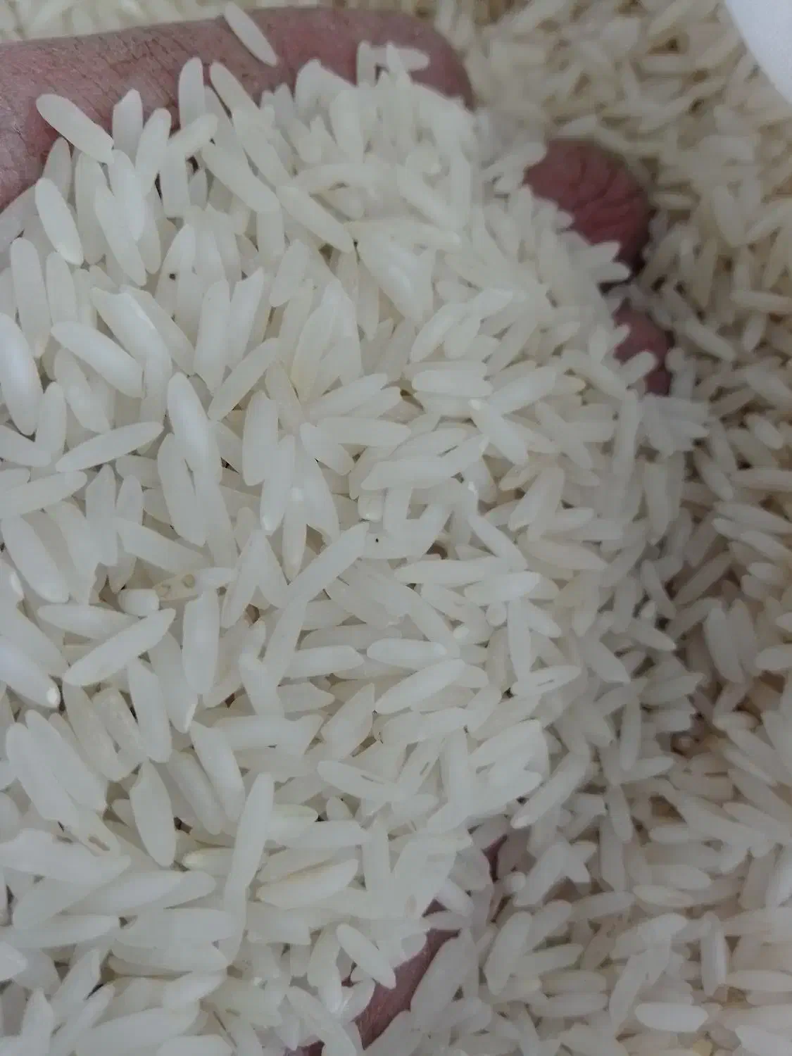 برنج هاشمی|خوردنی و آشامیدنی|قم, باسکول|دیوار