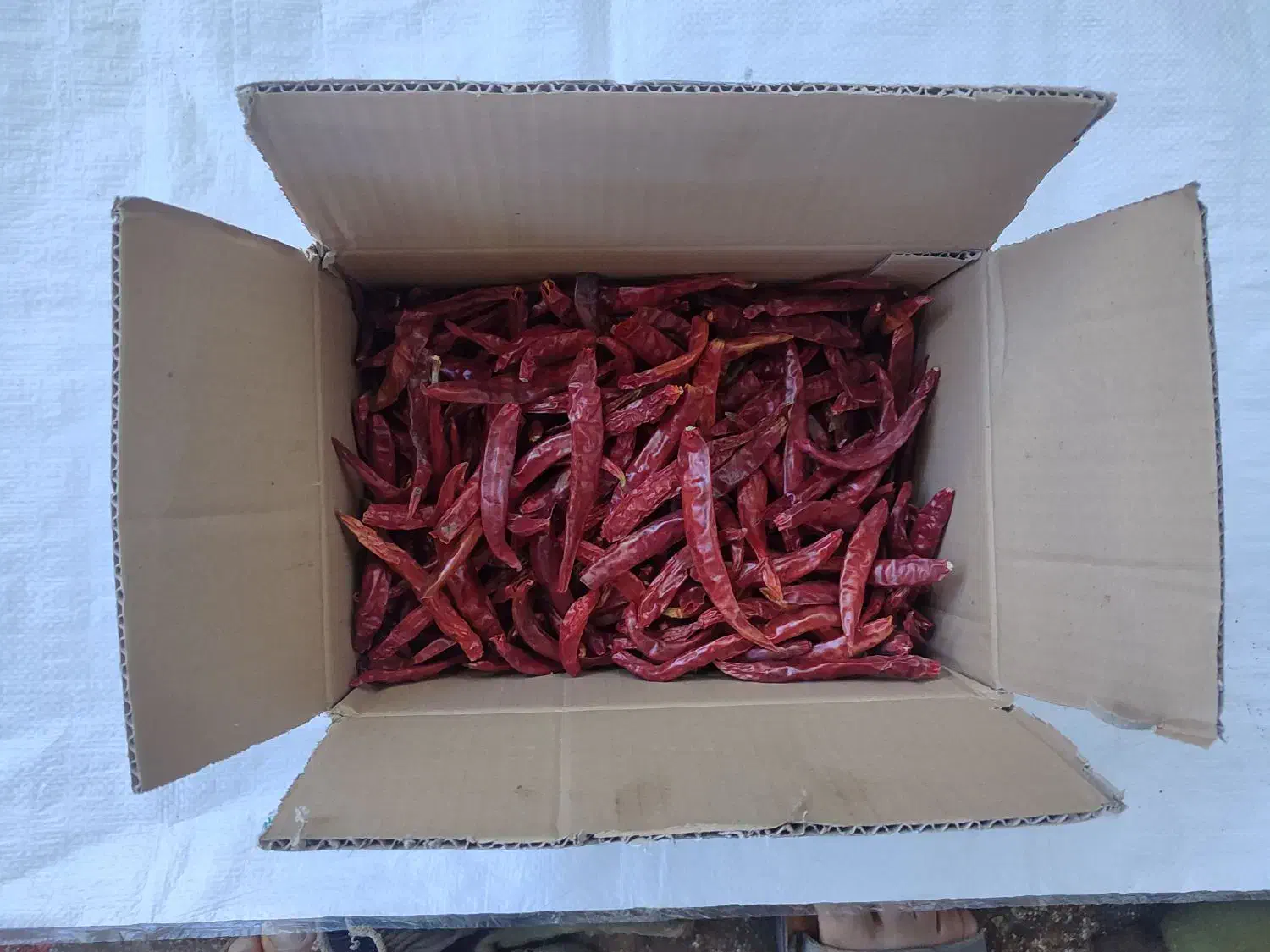 فلفل دمگرفته شیرازی|عمده‌فروشی|منوجان, |دیوار