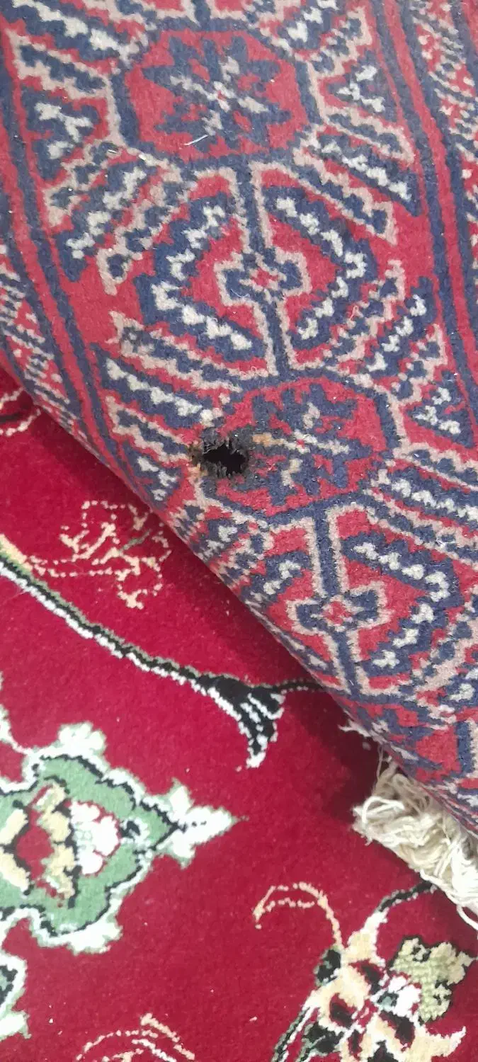 فرش دست بافت ۶ متری|فرش|قم, بنیاد|دیوار