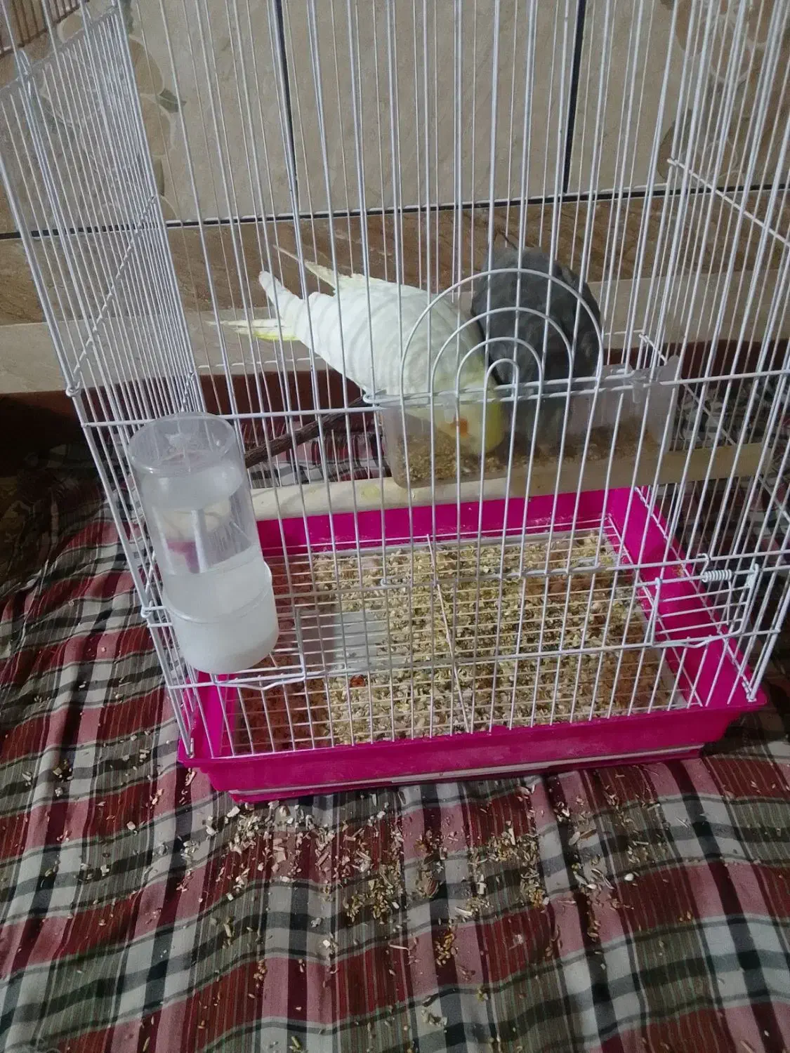 جوجه عروس|پرنده|سراوان, |دیوار