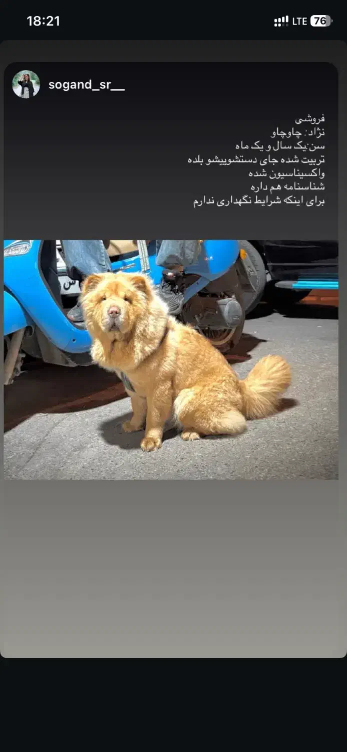 فروش سگ چائوچائو|سگ|ساری, |دیوار