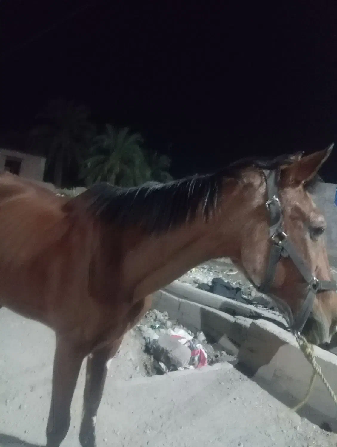 اسب مادیان|اسب و تجهیزات اسبسواری|نرماشیر, |دیوار