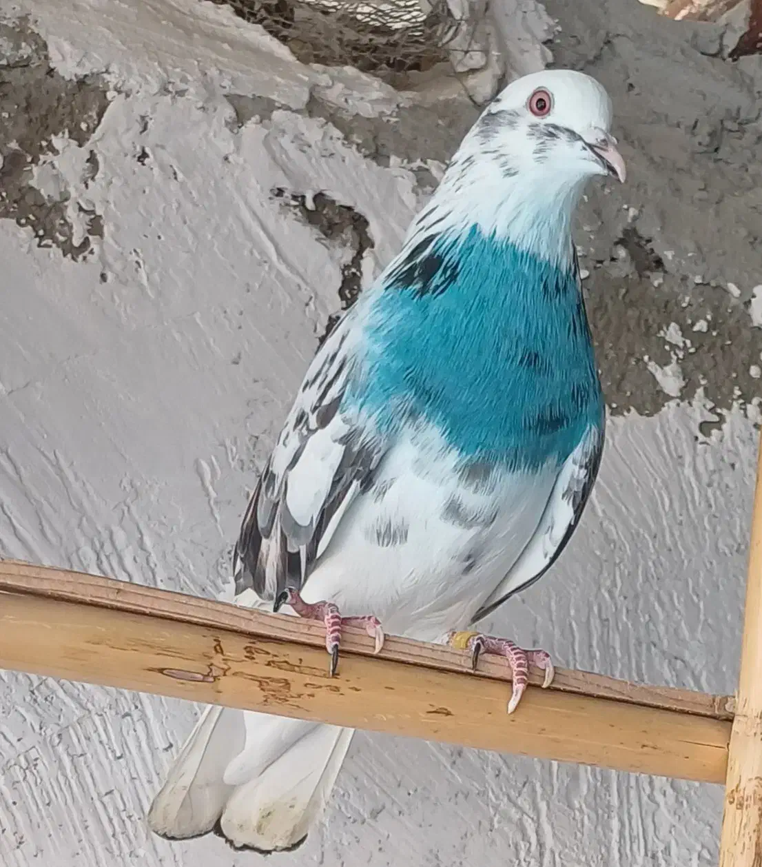 کبوتر پرشی|پرنده|گرگان, |دیوار