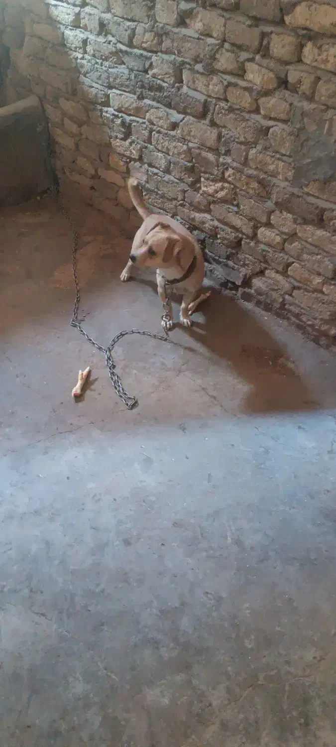 سگ پا کوتاه|سگ|کرمانشاه, |دیوار