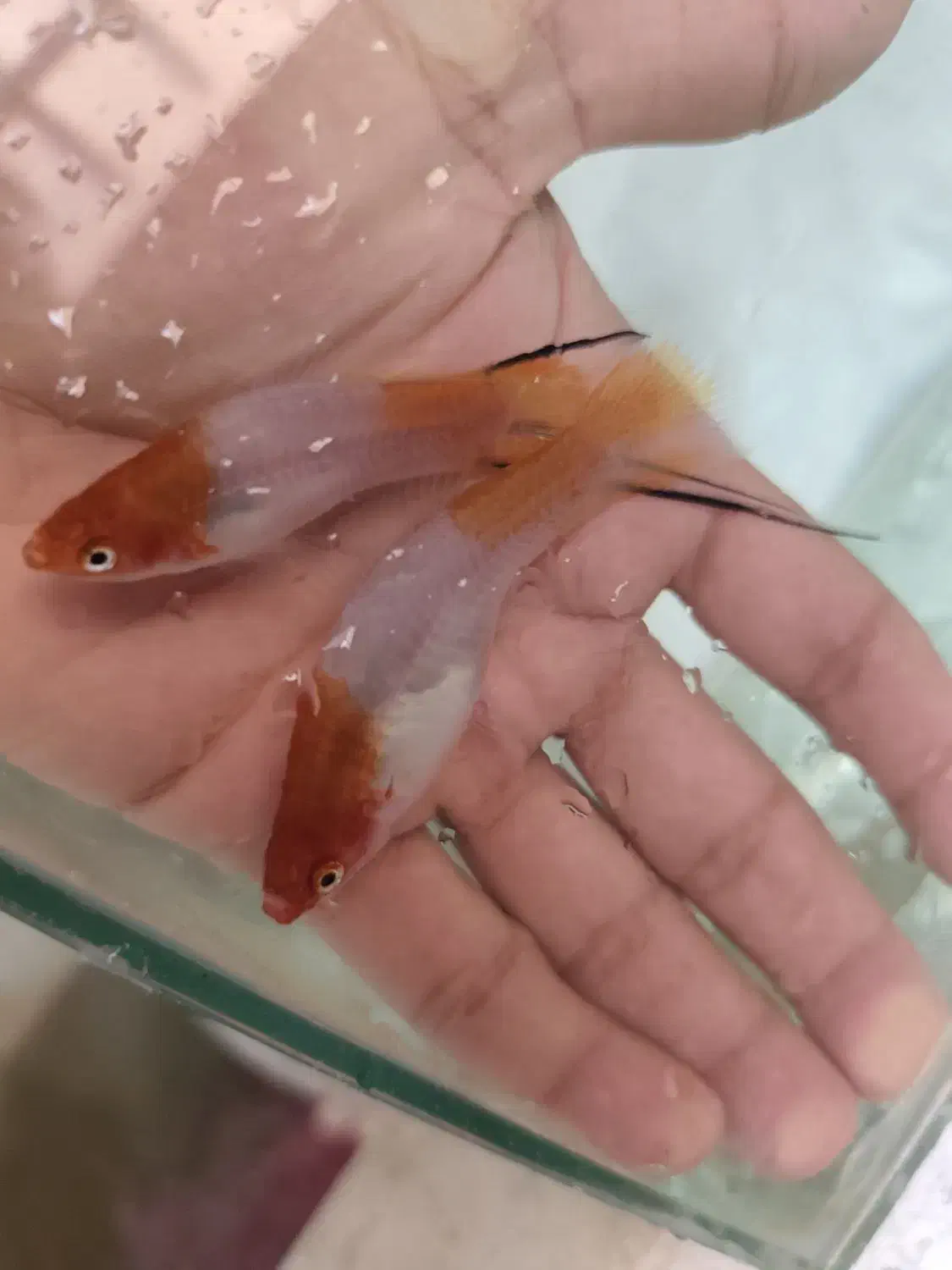 ماهی|ماهی|شیروان (خراسان), |دیوار