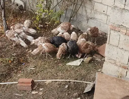 بوقلمون ۶ ماهه|حیوانات مزرعه|اهر, |دیوار