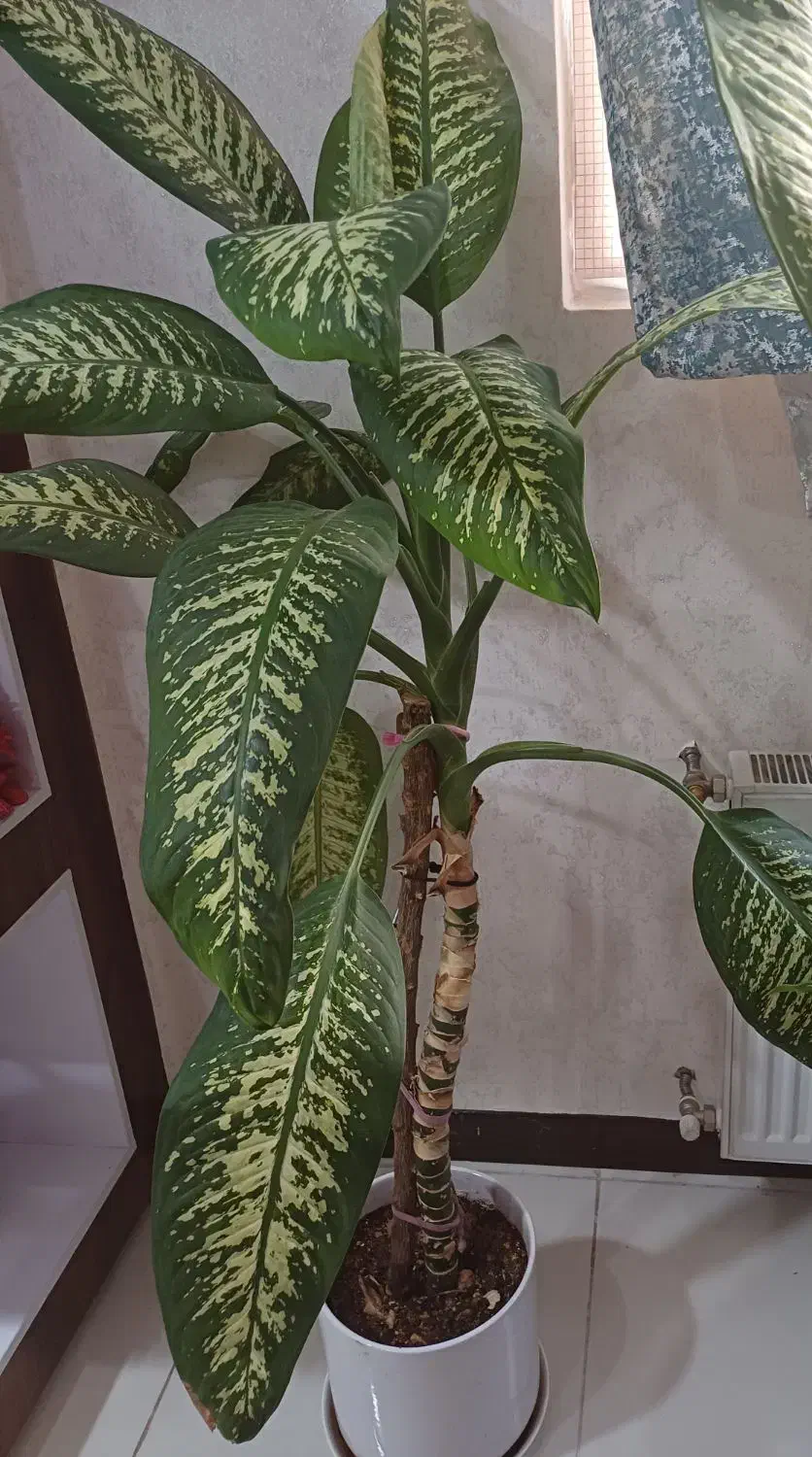 گل دیفن باخیا|گل و گیاه طبیعی|شیراز, دشت چنار|دیوار