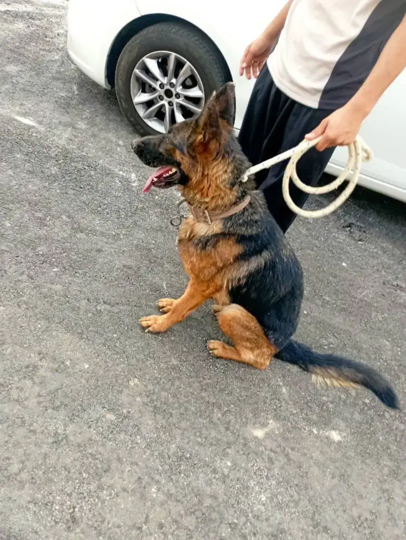 سگ ژرمن پژدر|سگ|قره چای, |دیوار