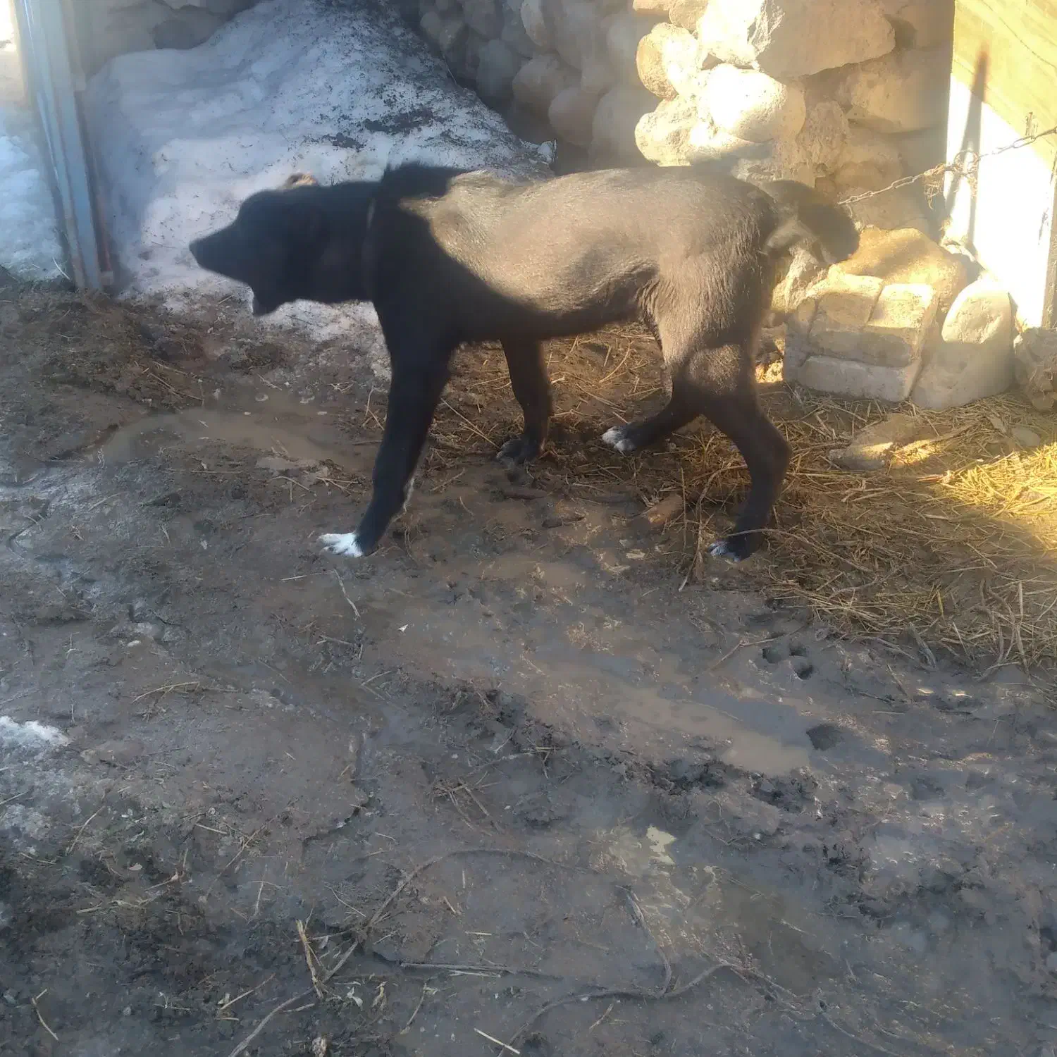 سک سرابی آلابا|سگ|بستان آباد, |دیوار