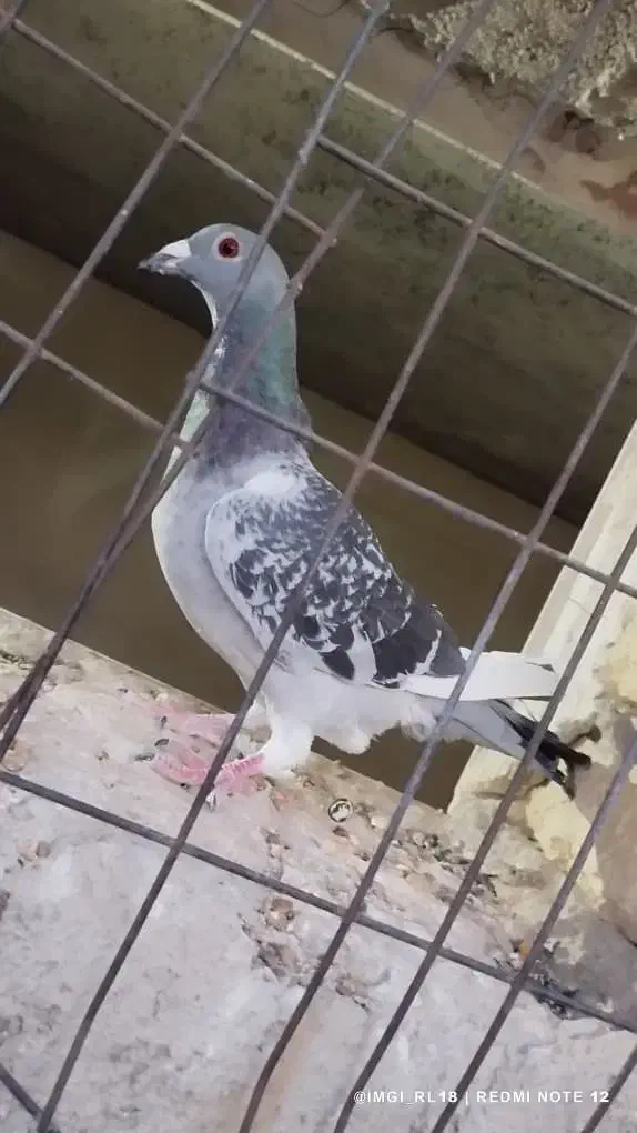 کبوتر|پرنده|لار, |دیوار