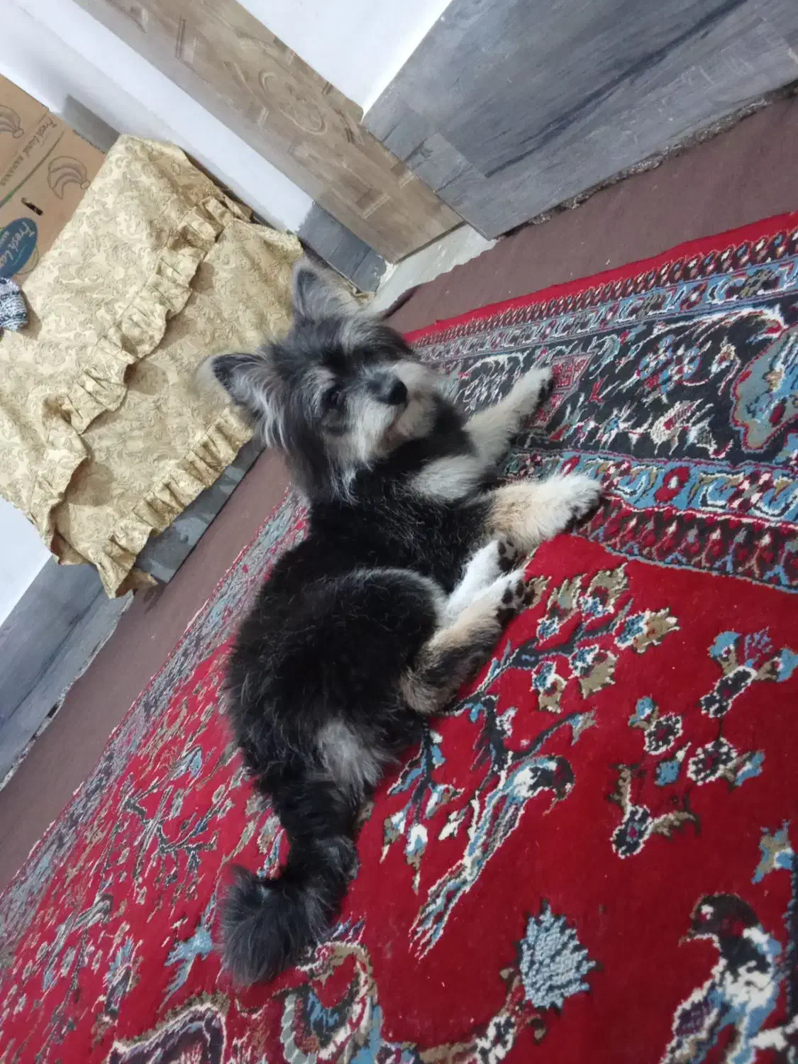 سگ پامر خرسی|سگ|شیراز, بید زرد|دیوار