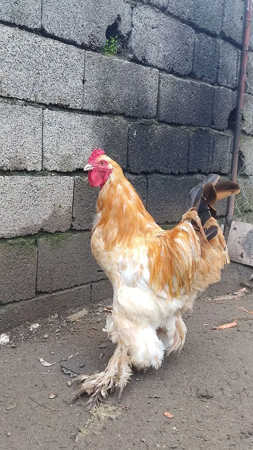 خروس برهما(امپراطور)|حیوانات مزرعه|چالوس, |دیوار