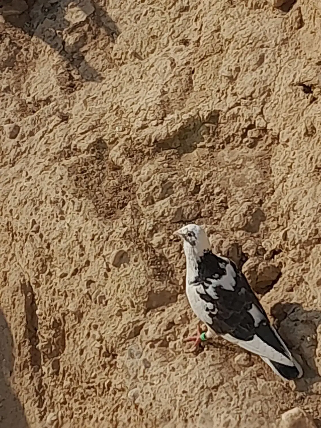 کبوتر|پرنده|نیریز, |دیوار