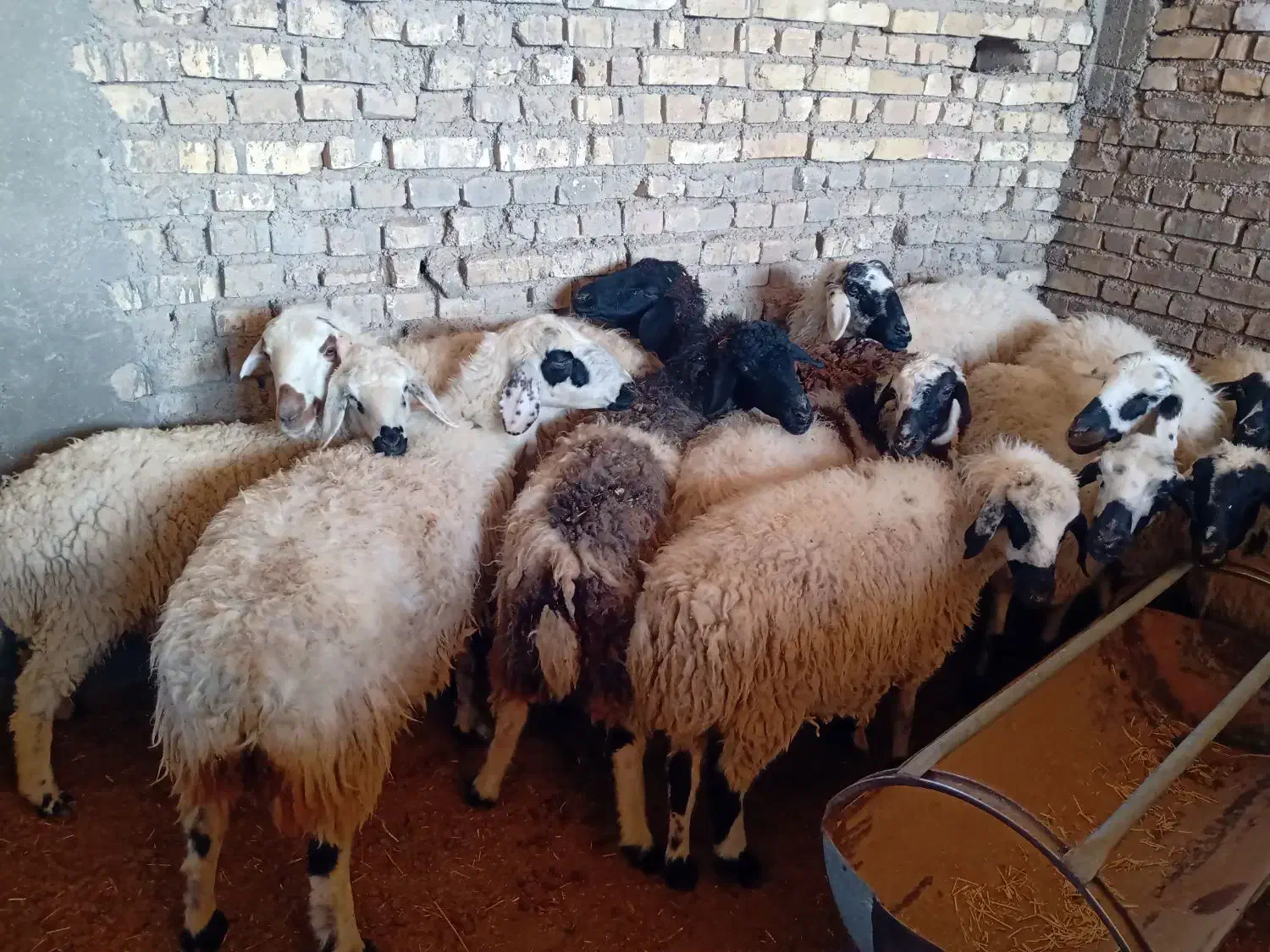 میش آبستن سبک و سنگین|حیوانات مزرعه|اردکان, |دیوار