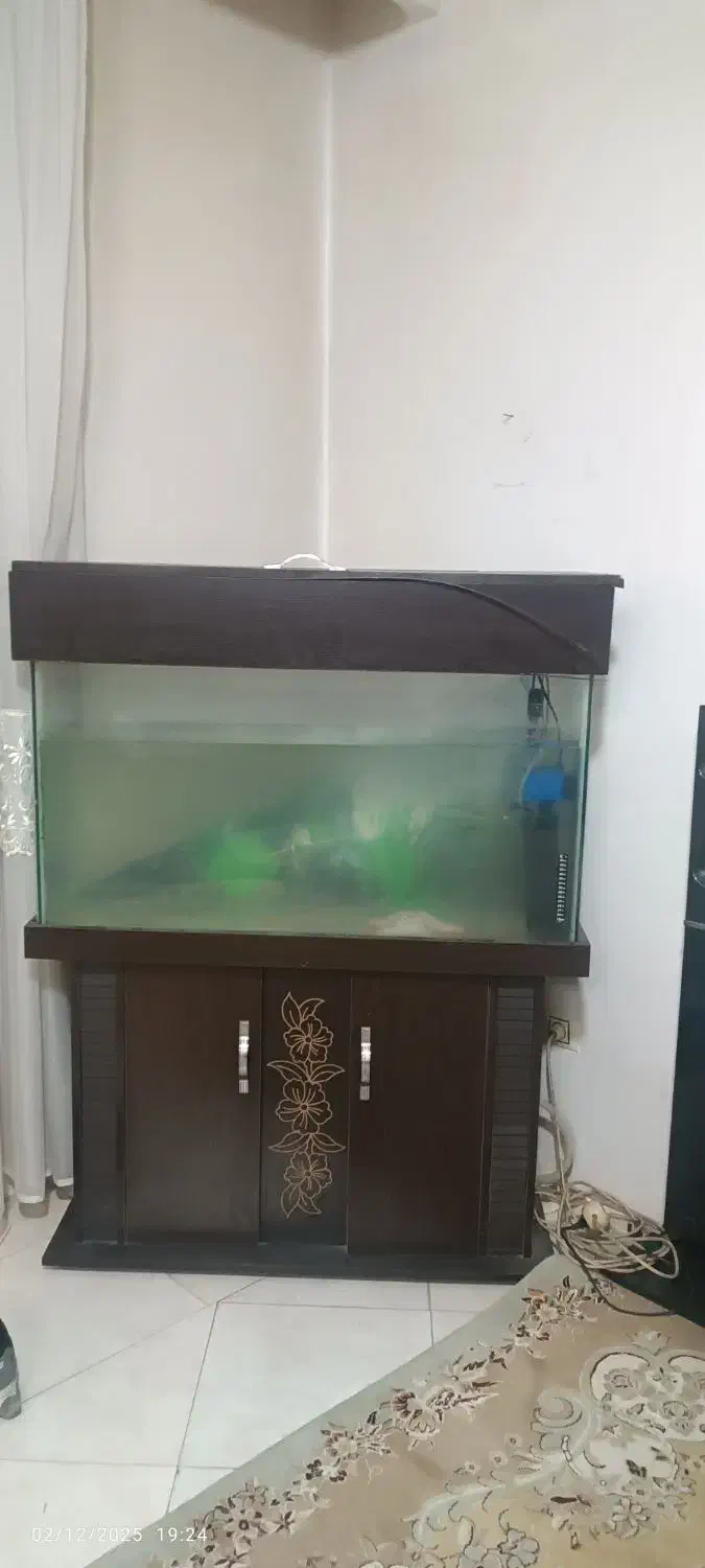 فروش آکواریوم|ماهی|فلاورجان, |دیوار