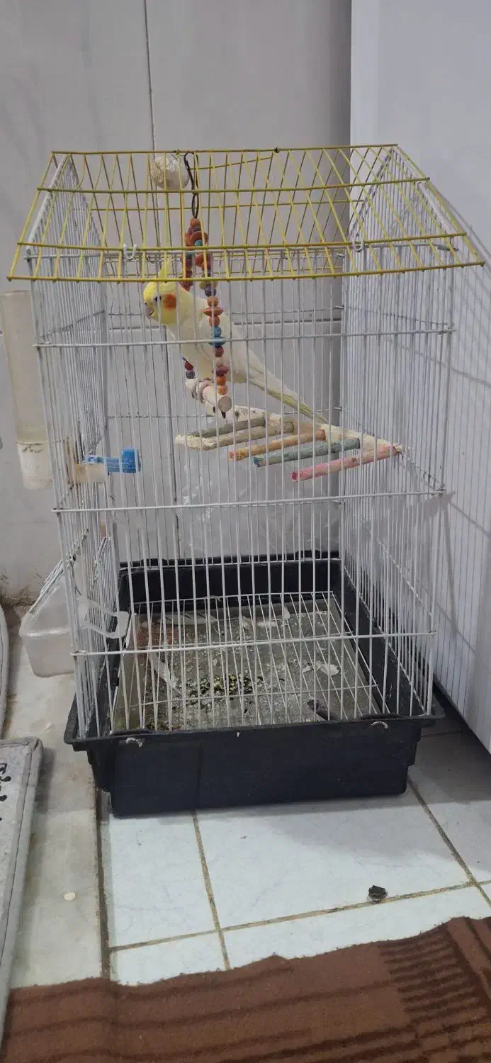 با سلام فروش عروس هلندی|پرنده|آبپخش, |دیوار