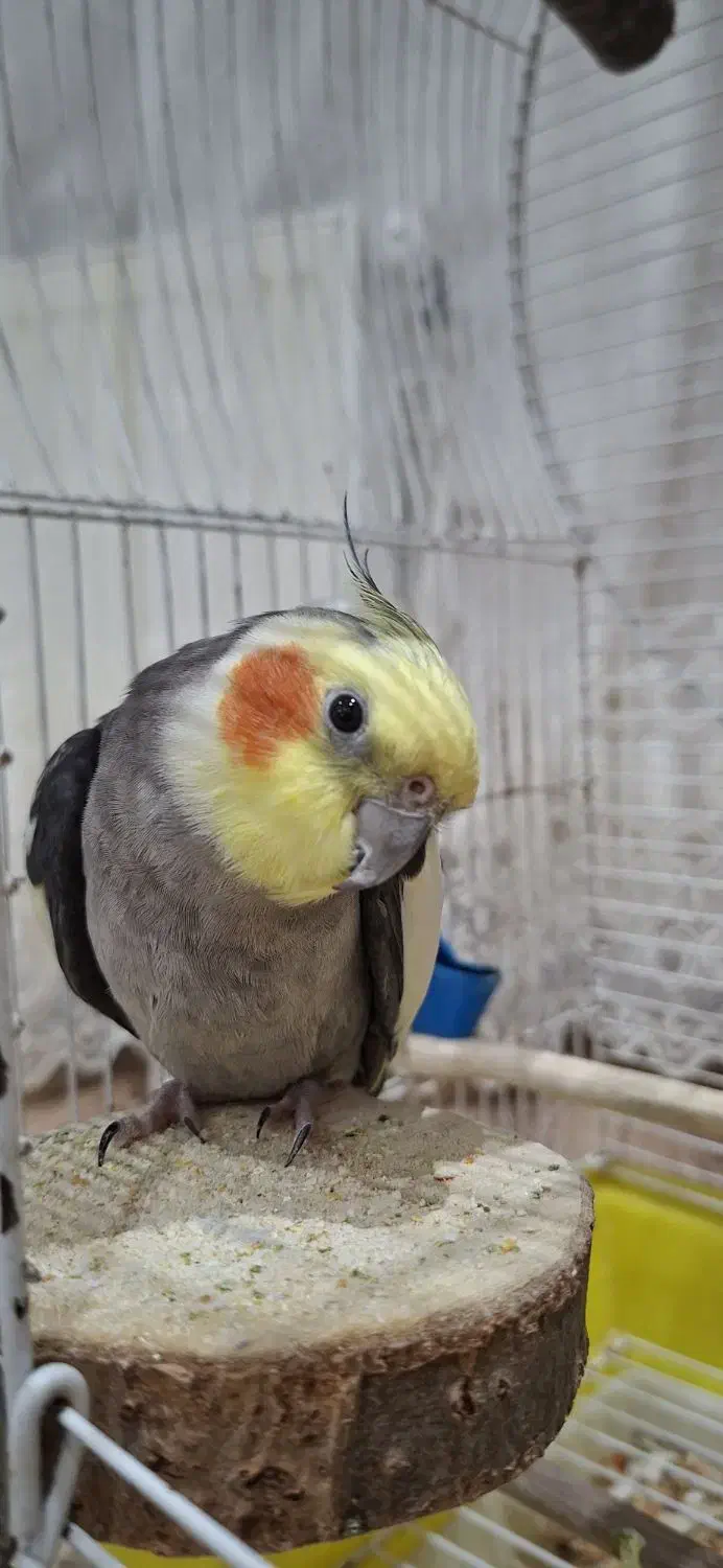 عروس هلندی نر|پرنده|آستارا, |دیوار