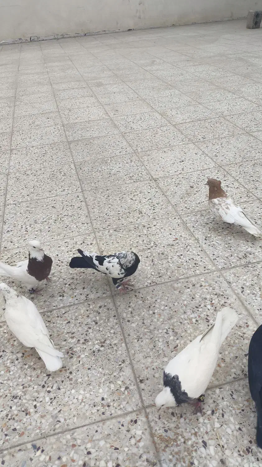 کفتر طوقی . زاغ . سفید پاک . کله سرخ|پرنده|خمینی‌شهر, |دیوار