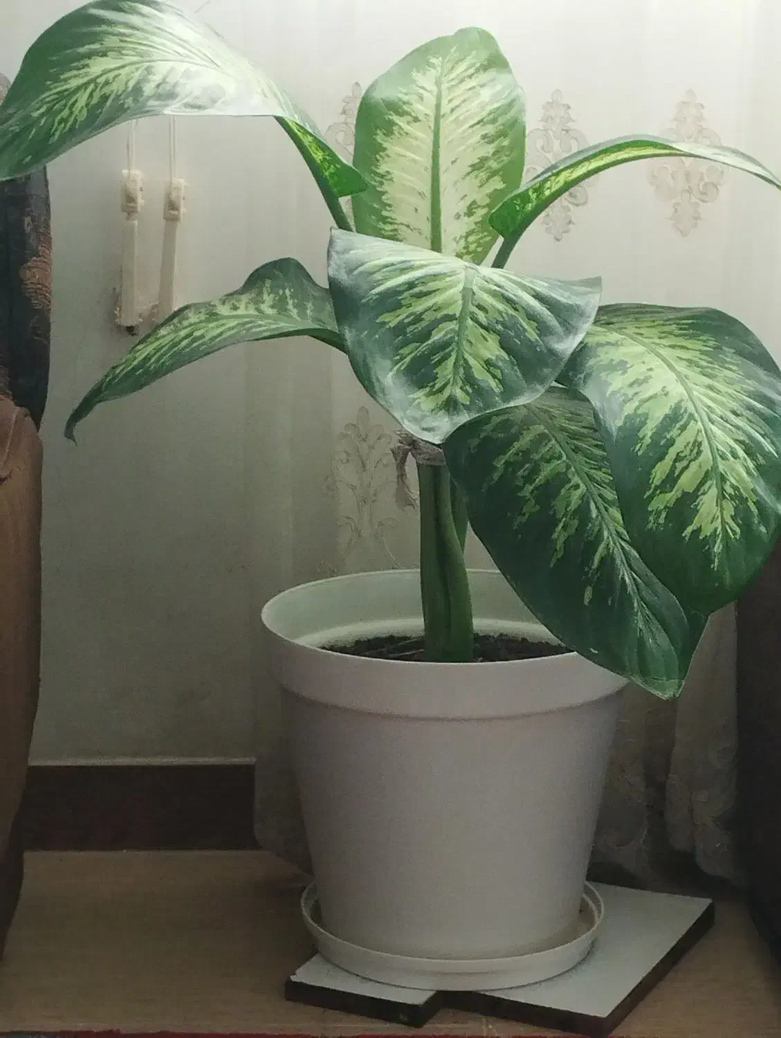 گل آپارتمانی دیفن باخیا|گل و گیاه طبیعی|لاهیجان, آهندان|دیوار