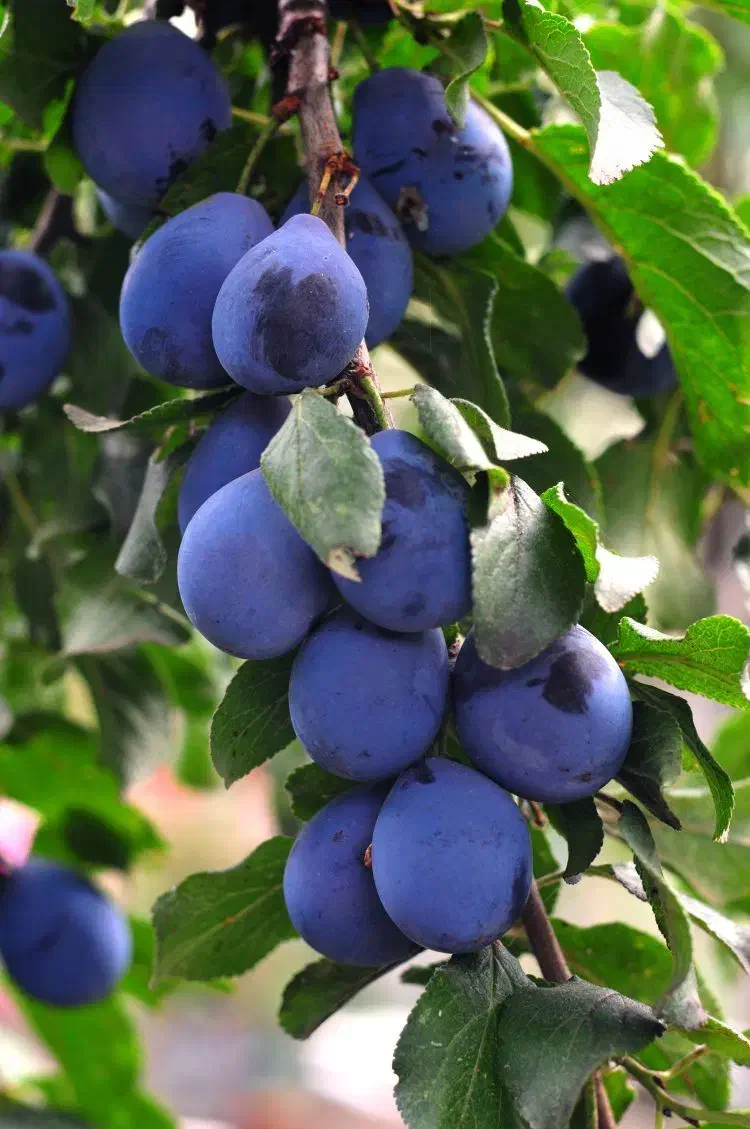 فروش انواع نهال های تخصصی با مجوز|خدمات باغبانی و درختکاری|اسدآباد, |دیوار