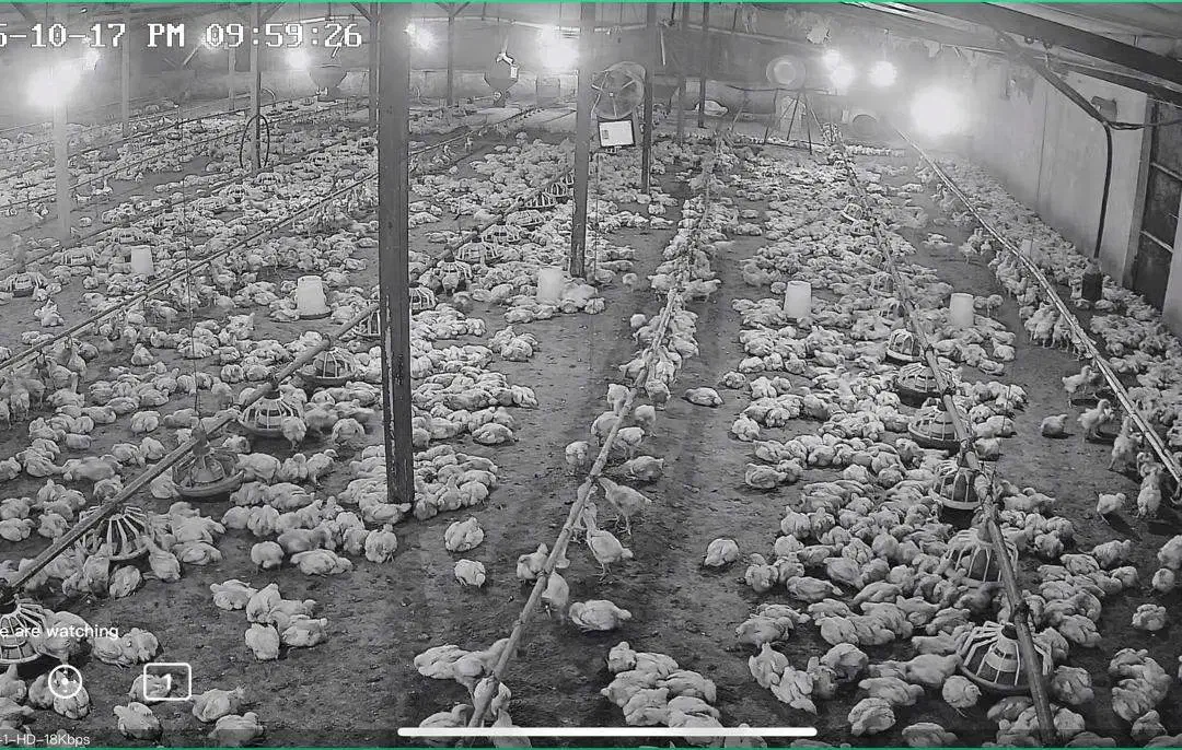 سالندار مرغداری گوشتی|استخدام صنعتی، فنی، مهندسی|آق قلا, |دیوار