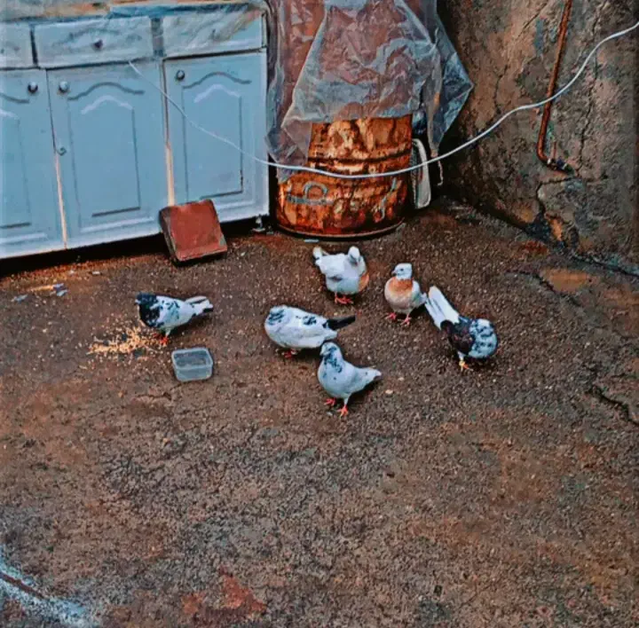 کبوتر|پرنده|مریوان, |دیوار