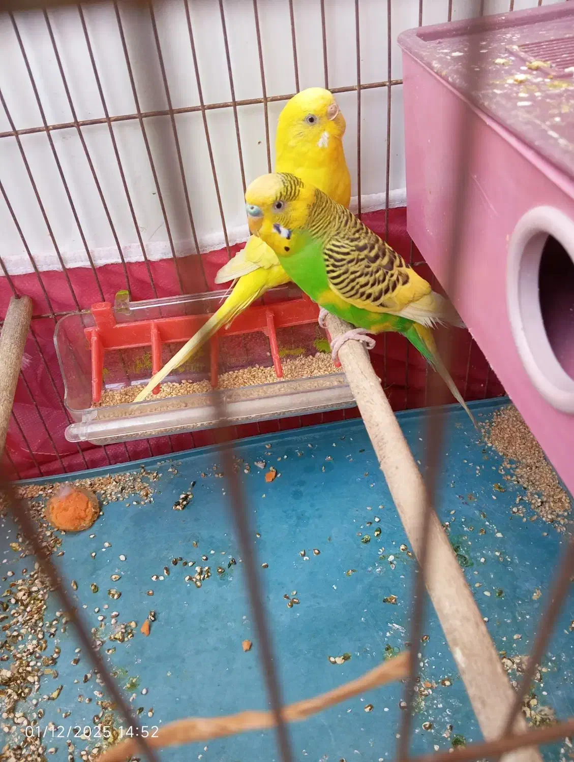 مرغ عشق جفت|پرنده|شیراز, کوزه گری|دیوار