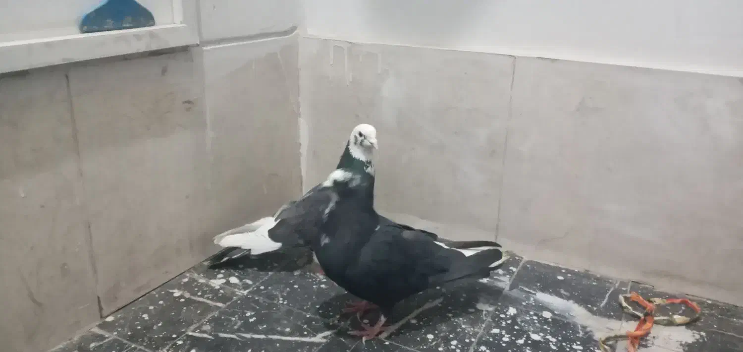 کبوتر|حیوانات|قم, باغ کرباسی|دیوار
