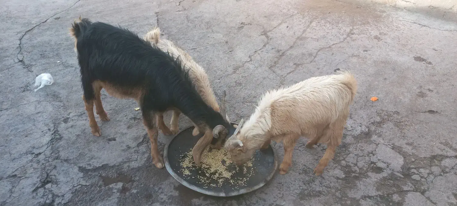 بز دقلو بادوراس کهره وآبستن فروشی|حیوانات مزرعه|پاتاوه, |دیوار