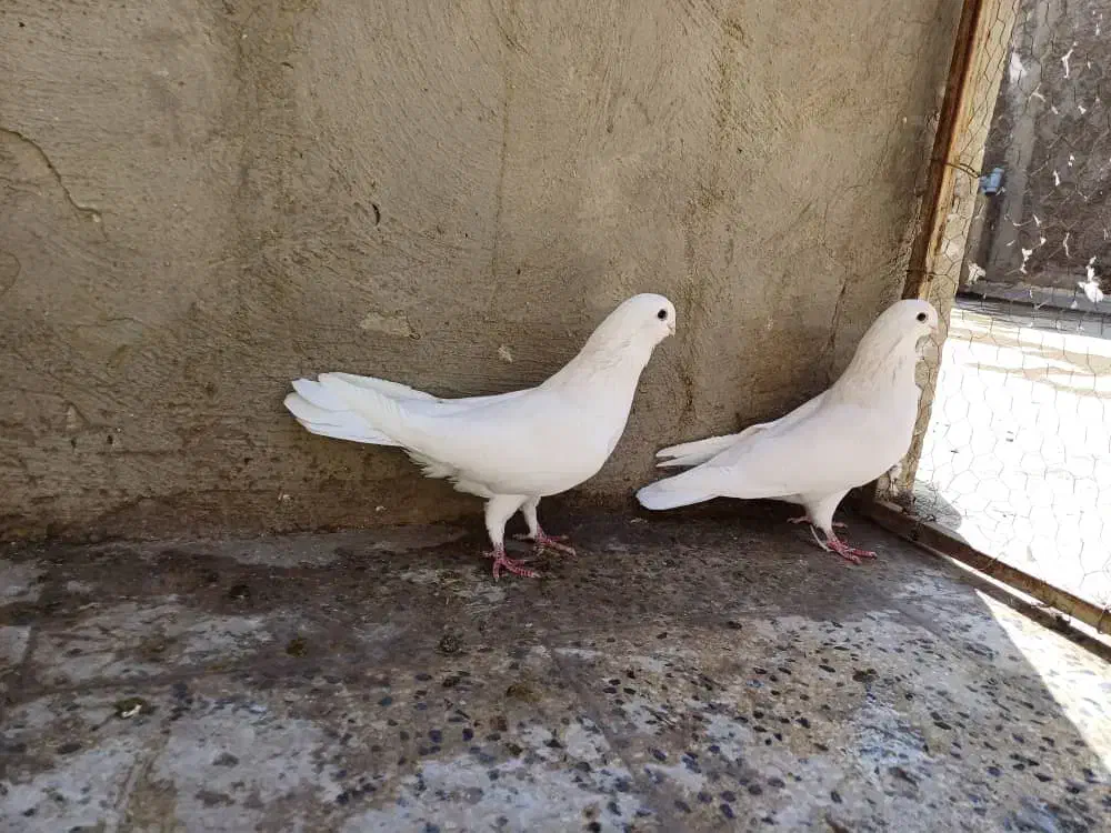 کفتر. نوک قنار|پرنده|تهران, شهرک امام خمینی|دیوار