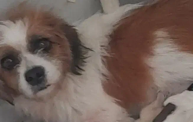 سگ ماده باردار|سگ|شاهین‌شهر, گزبرخوار|دیوار