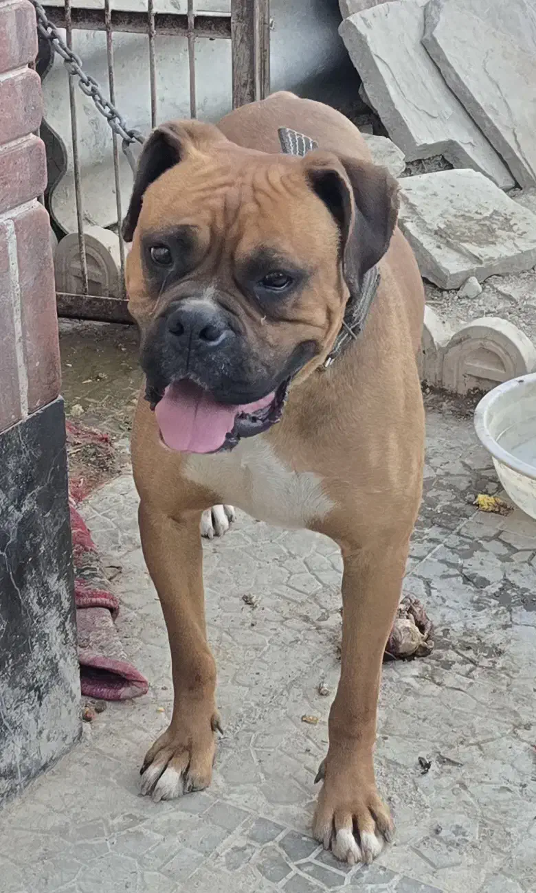 یک جفت سگ نژاد باکستر * مولد*|سگ|مشهد, چهارچشمه|دیوار