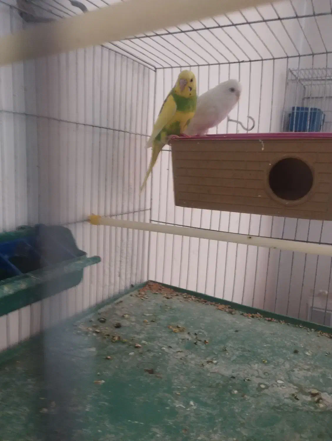 مرغ عشق|پرنده|داراب, |دیوار