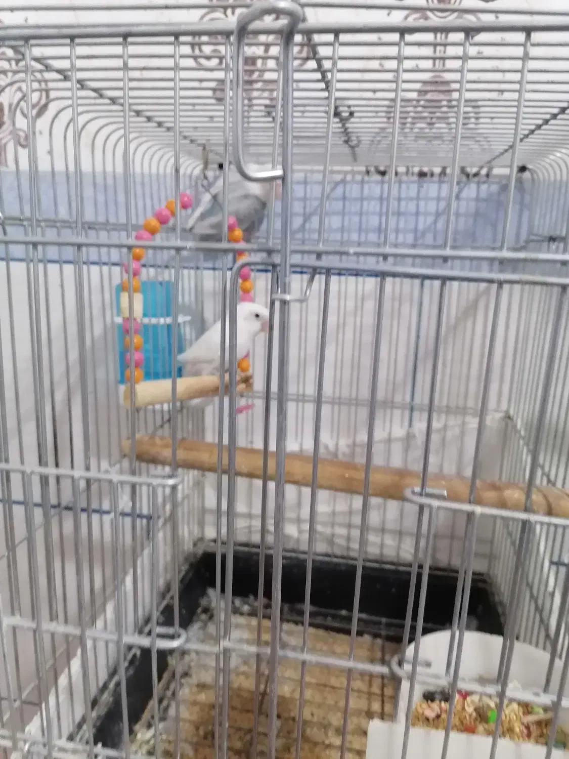 فروش راهب گرینچیک عروس هلندی کوتوله|پرنده|زرند, |دیوار